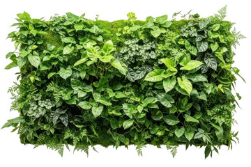 Vertical greenery wall of plants, natural foliage cut out