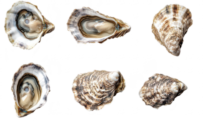 A collection of six fresh oysters displayed on a white background. their unique shells and interior. ideal for culinary use or seafood-related content