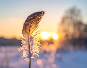 Close-up of frost-covered feather with sunlit background and snow