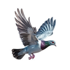 Fototapeta premium A graceful pigeon in mid-flight. its plumage and elegant wings. set against a clean white background. perfect for nature-themed projects or wildlife conservation campaigns