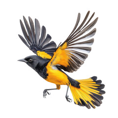 Obraz premium A bird with striking yellow and black plumage. gracefully soaring through the air. its expansive wings against a clean white background. ideal for nature-themed projects