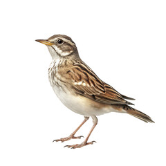 Fototapeta premium A detailed close-up of a small. brown and white songbird standing gracefully against a clean white background. its intricate feather patterns and natural beauty