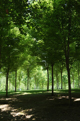 Fototapeta premium Sunlight Shining Through Green Trees in Forest Park