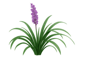 Fototapeta premium Liriope muscari plant showcasing lush green leaves and a striking purple flower spike on a transparent background