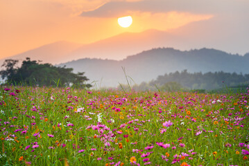 Beautiful pink cosmos flower field with a bright sunset over the misty mountain range. Stunning nature landscape view symbolizing peace, travel, and tranquility. Golden hour scenery.