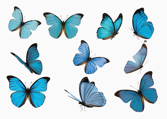 set of blue butterflies in detailed vector illustration style, isolated on clean background, showcasing lepidoptera insects and morpho amathonte beauty, ideal for botanical themes, prints, and digital
