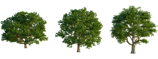 Quercus robur tree, front view, cutout, transparent background, isolate, Lush green forest landscape, vibrant foliage, springtime scene, nature background, serene woodland