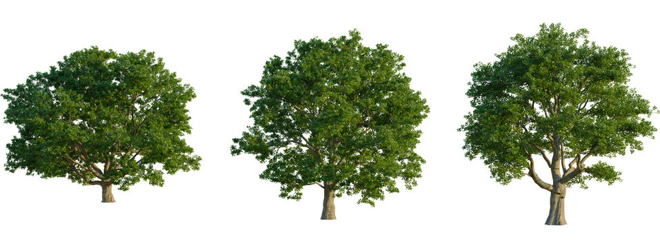 Quercus robur tree, front view, cutout, transparent background, isolate, Lush green forest landscape, vibrant foliage, springtime scene, nature background, serene woodland