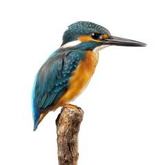 Obraz premium A kingfisher perched gracefully on a rustic wooden stick. its striking blue and orange plumage against a clean white background. perfect for nature-themed projects