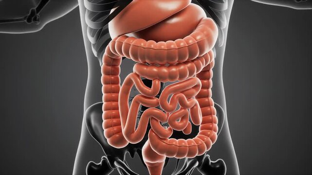 3D CGI Medical Animation of Human Digestive System and Skeleton