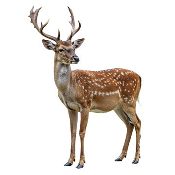 Majestic fallow deer buck with antlers isolated on transparent background
