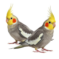Naklejka premium Two cockatiels side by side isolated on transparent background