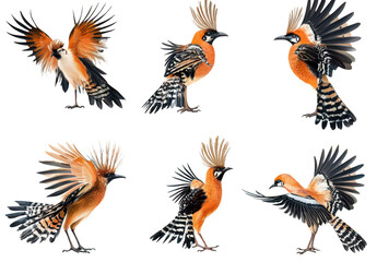 Fototapeta premium A collection of six artistic illustrations of birds their unique poses and feather patterns. set against a clean white background. ideal for educational or decorative use