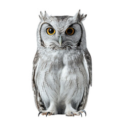 Obraz premium A majestic owl stands upright against a plain background. its striking features and eyes. symbolizing wisdom and natures beauty