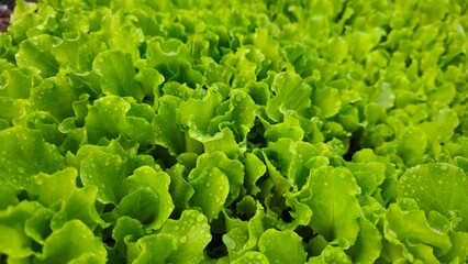 fresh lettuce in a garden. Vegetable garden in the backyard. fresh salad. Vegetable seedlings, Salad seedlings