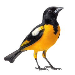 Naklejka premium A yellow and black bird stands gracefully on its legs. its striking plumage against a plain white background. ideal for nature-themed projects or educational materials