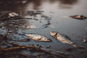 Polluted water, dead fish floating in the water, environmental problem.