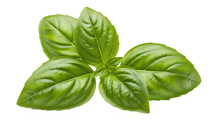 Fototapeta premium Fresh basil leaves isolated on transparent background