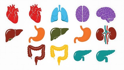 Collection of diverse human internal organs illustrated in a vibrant, simplified vector style, showcasing essential anatomical structures for educational and medical design purposes