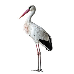 Obraz premium A graceful stork stands elegantly against a plain background. its long legs and distinct coloration. embodying the beauty of wildlife photography with potential for nature-themed projects