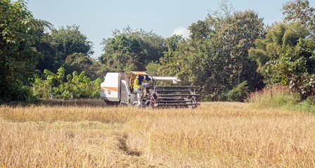 Obraz premium A combine harvester driven by a farmer cuts ripe golden rice in a rural Asian field under a sunny sky, framed by lush trees.