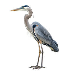 Fototapeta premium A majestic great blue heron stands tall against a plain white background. its intricate feathers and elegant posture. ideal for nature and wildlife photography