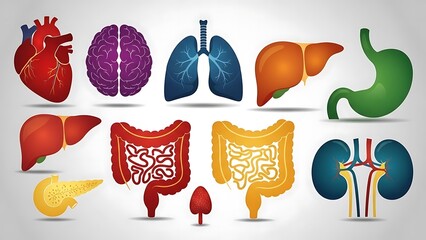 Anatomical Illustrations of Human Organs for Medical and Educational Purposes