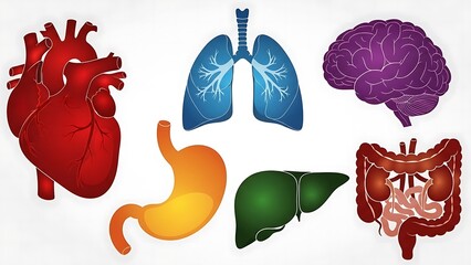 Collection of Human Internal Organs Including Heart, Lungs, Brain, Stomach, Liver, and Intestines