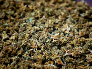 Dried Cannabis Flowers Focus: Marijuana Buds Close-up with Shallow Depth of Field Macro Detail...