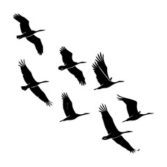 set of silhouettes of birds