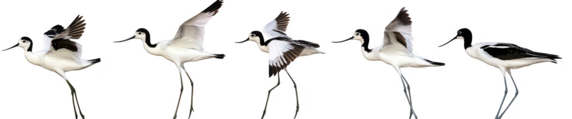 Fototapeta premium A sequence of five elegant black and white birds in mid-flight. their graceful movements against a plain background. ideal for nature and wildlife photography