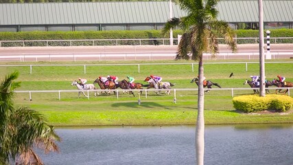 Thoroughbred horses racing on the turf course
