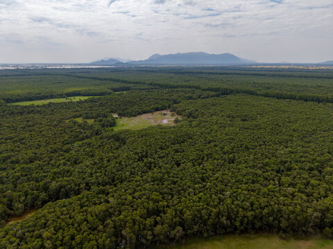 Tra Su floating forest in An Giang province, Vietnam 