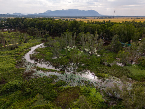 Tra Su floating forest in An Giang province, Vietnam 