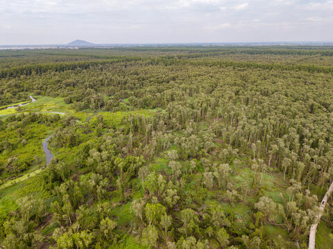 Tra Su floating forest in An Giang province, Vietnam 