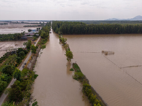 Tra Su floating forest in An Giang province, Vietnam 