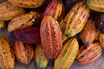 vibrant pile of ripe cacao pods in various shades of yellow, orange, and green, Colorful cocoa pods growing on cacao tree in tropical plantation