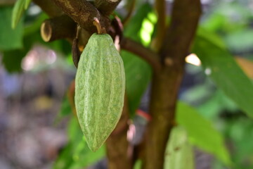 vibrant pile of ripe cacao pods in various shades of yellow, orange, and green, Colorful cocoa pods growing on cacao tree in tropical plantation