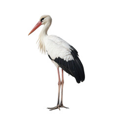 A majestic stork stands elegantly against a plain background. its striking black and white plumage. poised for a moment of tranquility © kuuro