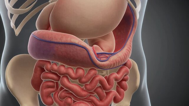 Anatomical Animation: Traveling Through the Lesser Peritoneal Sac