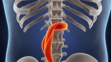 Animated 3D Medical Illustration of Lumbar Spine and Ureter