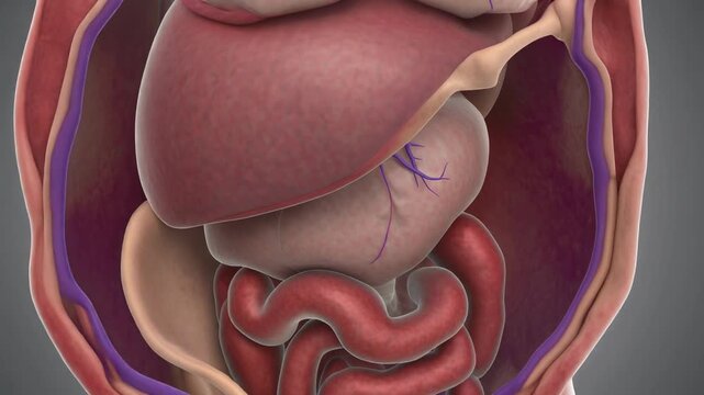 Anatomical Exploration: Camera Journey Through Abdominal Organs