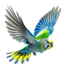 Obraz premium A parakeet in mid-flight. its colorful feathers against a white background. symbolizing freedom and natures beauty. perfect for wildlife and pet-related themes