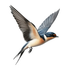 Obraz premium A beautifully detailed illustration of a swallow in mid-flight. its plumage against a clean white background. perfect for nature-themed projects or educational materials