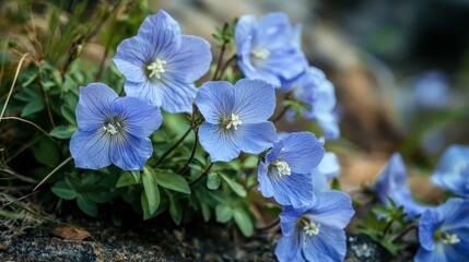 A cluster of delicate blue flowers with white centers, surrounded by green leaves and small green stems, set against a blurred natural background.