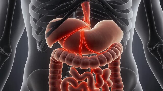 3D Medical Animation of Human Digestive System and Superior Mesenteric Vein