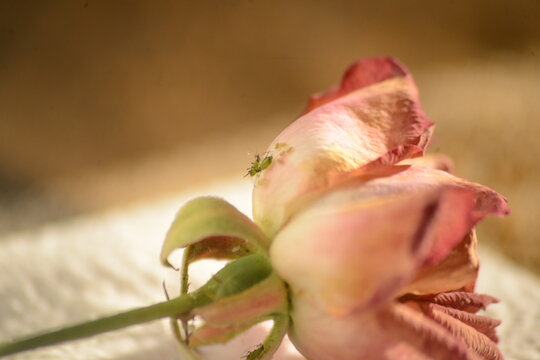 family of bugs on a dying rose or a plague of insects beneath the petals of a rose
