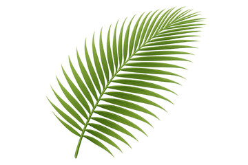 Obraz premium Tropical green palm leaf vector illustration on transparent background, symbolizing nature, vacation, and exotic travel