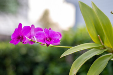 Purple Orchid Flowers with Green Leaves and Soft Natural Background