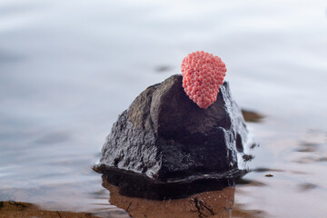 Close-up of apple snail eggs attached to a rock in shallow freshwater. © WIRAPHOL